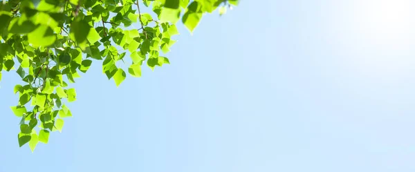 Ramo Árvore Com Folhas Frente Céu Ensolarado Azul Fundo Verão — Fotografia de Stock
