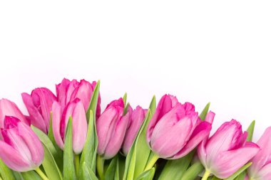 Fresh pink tulip flowers. Isolated on white background