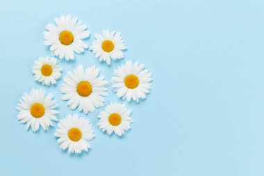 Chamomile flower heads on blue background. Flat lay with copy space