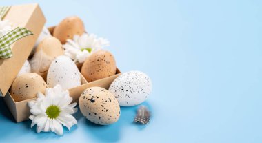 Easter eggs pack and flowers on a blue background with space for your greetings