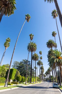 Beverly Hills caddesi, uzun palmiye ağaçları. Los Angeles, Kaliforniya