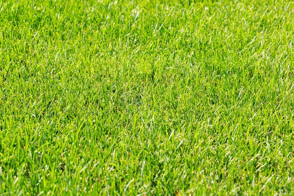 Green Grass Sunny Summer Day —  Fotos de Stock