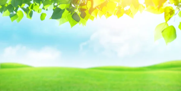 Green Grass Field Foliage Blue Sky Bright Sun Summer Landscape — Stock Photo, Image