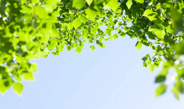 Strom Větev Listy Před Modrou Slunnou Oblohou Letní Pozadí Kopírovacím — Stock fotografie
