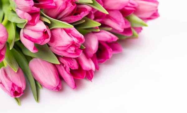 Flores Frescas Tulipán Rosa Aislado Sobre Fondo Blanco — Foto de Stock