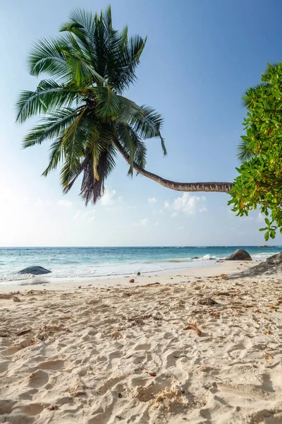 Tropischer Strand Mit Palme Und Türkisfarbenem Meer — Stockfoto