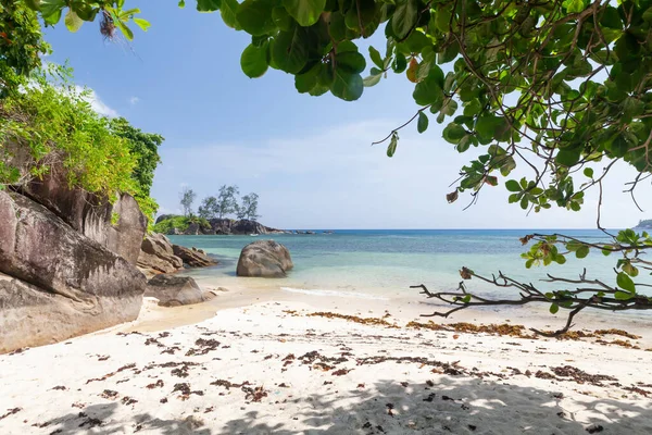 Palmiye Ağaçları Turkuaz Deniz Ile Tropikal Plaj — Stok fotoğraf