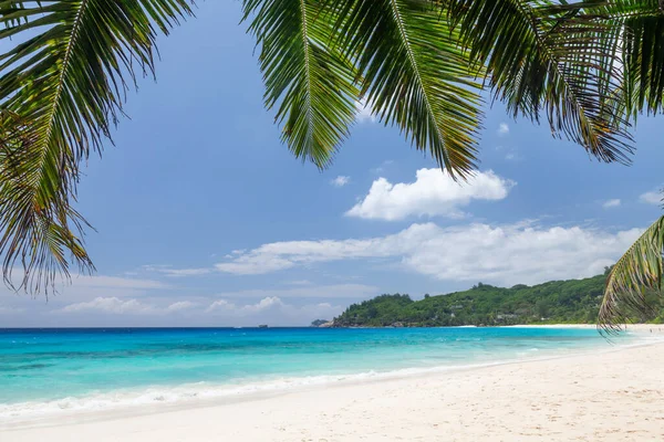 Pantai Tropis Dengan Pohon Palem Dan Laut Pirus — Stok Foto