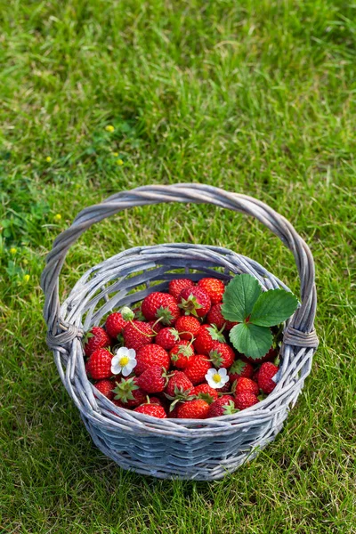 Rijp Aardbeien Mand Gras Met Kopieerruimte — Stockfoto