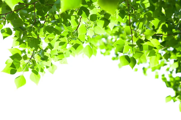 Ramo Árvore Com Folhas Fundo Branco Com Luz Solar Fundo — Fotografia de Stock