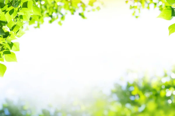 Lush green summer landscape with leaves and bokeh space for your text