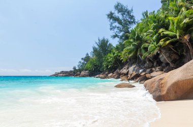 Palmiye ağaçları ve turkuaz deniz ile tropikal plaj