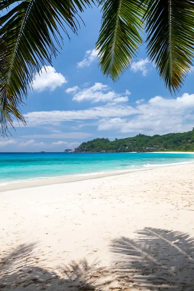 Spiaggia Tropicale Con Palme Mare Turchese — Foto Stock