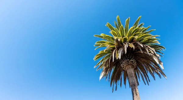 Palmier Ciel Bleu Été Avec Espace Copie — Photo