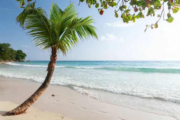 Tropisk Strand Med Palmetræ Turkis Hav - Stock-foto
