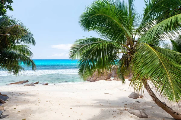 Playa Tropical Con Palmeras Mar Turquesa —  Fotos de Stock