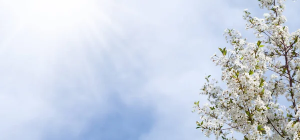 stock image Sakura, cherry blossom sunny spring background with copy space