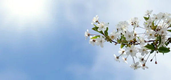 Sakura Flor Cerezo Soleado Fondo Primavera Con Espacio Copia — Foto de Stock