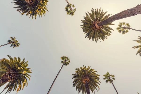在加州度过了一个完美的夏日 在高高的棕榈树下放松 享受阳光的温暖 — 图库照片