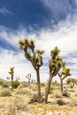 Joshua Tree Ulusal Parkı 'nın nefes kesici bir fotoğrafı Mojave Çölü' nün eşsiz manzarasını ve güzelliğini gözler önüne seriyor.