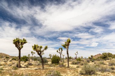 Joshua Tree Ulusal Parkı 'nın nefes kesici bir fotoğrafı Mojave Çölü' nün eşsiz manzarasını ve güzelliğini gözler önüne seriyor.