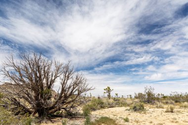 Joshua Tree Ulusal Parkı 'nın nefes kesici bir fotoğrafı Mojave Çölü' nün eşsiz manzarasını ve güzelliğini gözler önüne seriyor.