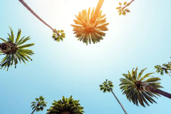 Día Verano Perfecto California Beverly Hills Relajándose Bajo Sombra Altas —  Fotos de Stock