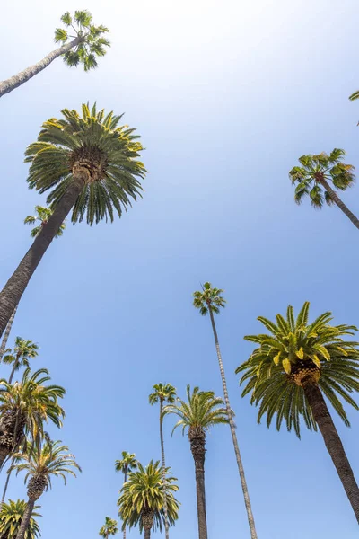 Une Journée Été Parfaite Californie Beverly Hills Détendre Ombre Des — Photo
