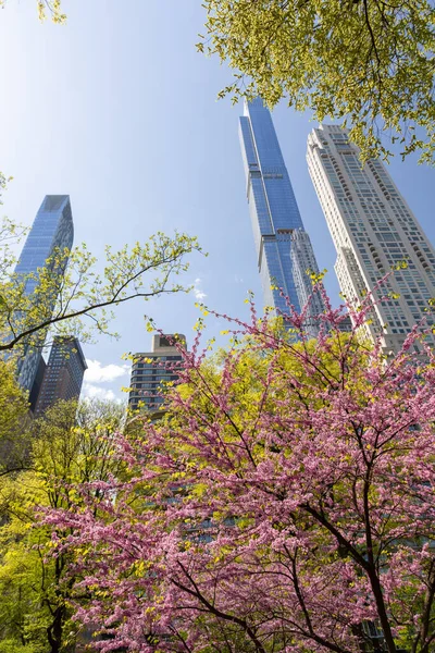 Central Park Tavasszal Virágzó Fák Felhőkarcolók New York City — Stock Fotó