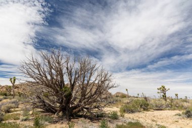 Joshua Tree Ulusal Parkı 'nın nefes kesici bir fotoğrafı Mojave Çölü' nün eşsiz manzarasını ve güzelliğini gözler önüne seriyor.