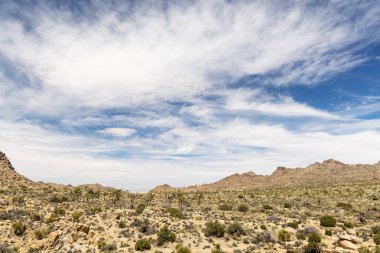Joshua Tree Ulusal Parkı 'nın nefes kesici bir fotoğrafı Mojave Çölü' nün eşsiz manzarasını ve güzelliğini gözler önüne seriyor.