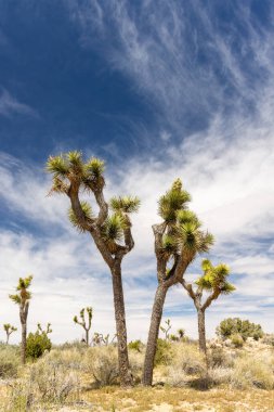 Joshua Tree Ulusal Parkı 'nın nefes kesici bir fotoğrafı Mojave Çölü' nün eşsiz manzarasını ve güzelliğini gözler önüne seriyor.