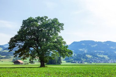 Panoramik ağaç manzarası, kırsal alan, yeşil alp çayırları ve İsviçre 'deki Alp dağları.