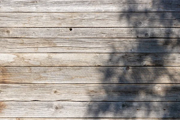 Sunlit Træ Tekstur Med Skyggen Blade Hvilket Skaber Fængslende Baggrund - Stock-foto