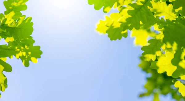 Folhagem Verde Vibrante Contra Céu Azul Ensolarado Cenário Verão Perfeito — Fotografia de Stock
