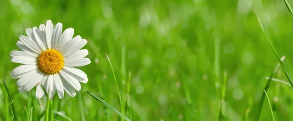 Floare Mușețel Teren Iarbă Ziua Însorită Vară Vizualizare Spațiu Copiere — Fotografie, imagine de stoc