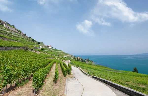 stock image Beautiful sunny landscape with vineyards and road near Geneva Lake in Switzerland