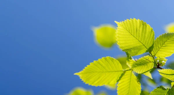 Żywe Zielone Liście Słonecznym Błękitnym Niebie Idealne Tło Latem — Zdjęcie stockowe