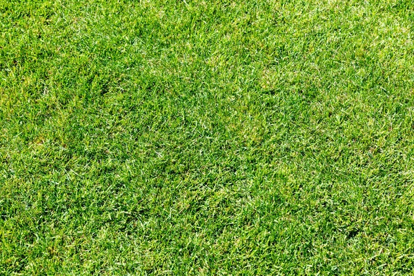 Lush green grass field, a sunny summer texture