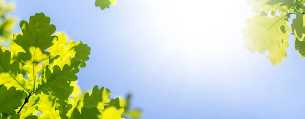 Živé Zelené Listí Proti Slunné Modré Obloze Dokonalé Letní Pozadí — Stock fotografie