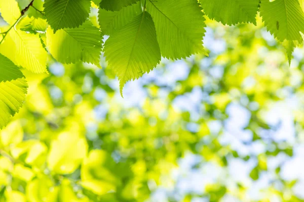 Follaje Verde Vibrante Contra Cielo Azul Soleado Perfecto Telón Fondo —  Fotos de Stock