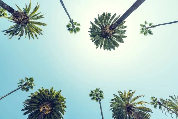 在加州 一个完美的夏日 比佛利山庄 在高高的棕榈树下悠闲自在 享受着阳光的温暖 — 图库照片