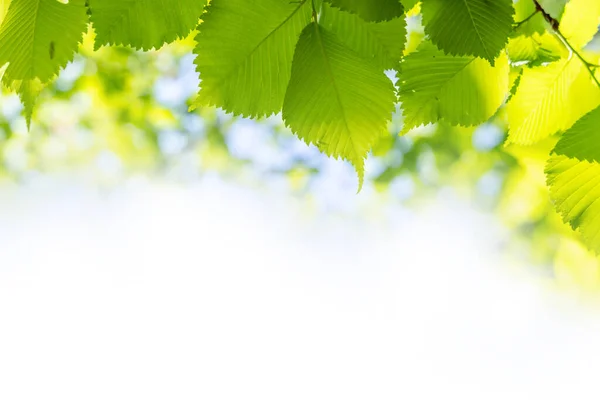 Follaje Verde Vibrante Contra Cielo Azul Soleado Perfecto Telón Fondo —  Fotos de Stock