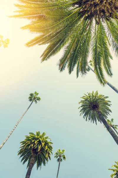 Perfect Summer Day California Beverly Hills Relaxing Shade Tall Palms — Stock Photo, Image
