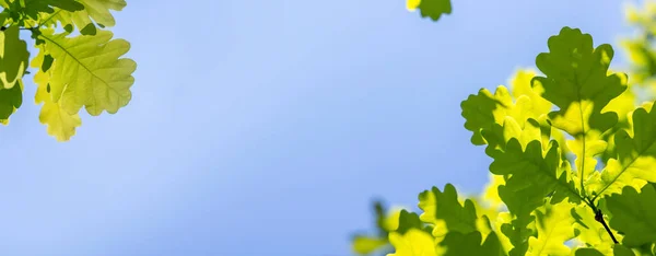 Levendig Groen Blad Tegen Een Zonnige Blauwe Lucht Perfecte Zomerse — Stockfoto