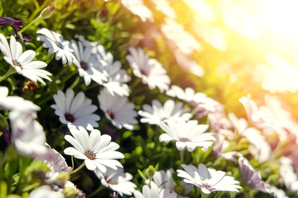 那是一片甘菊地的宁静的快照 布满了娇嫩的白花 散发着宁静的光芒 — 图库照片