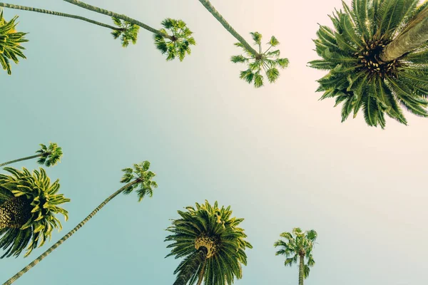 在加州 一个完美的夏日 比佛利山庄 在高高的棕榈树下悠闲自在 享受着阳光的温暖 — 图库照片