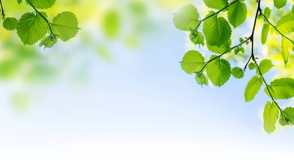 Živé Zelené Listí Proti Slunné Modré Obloze Dokonalé Letní Pozadí — Stock fotografie