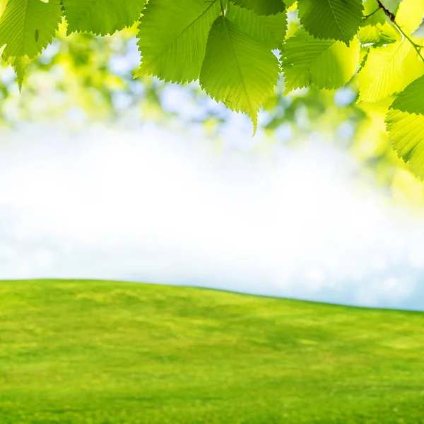 晴れた青空を背景に鮮やかな緑の葉 完璧な夏の背景 — ストック写真