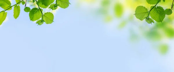 Strahlend Grünes Laub Vor Sonnig Blauem Himmel Perfekte Sommerkulisse Mit — Stockfoto